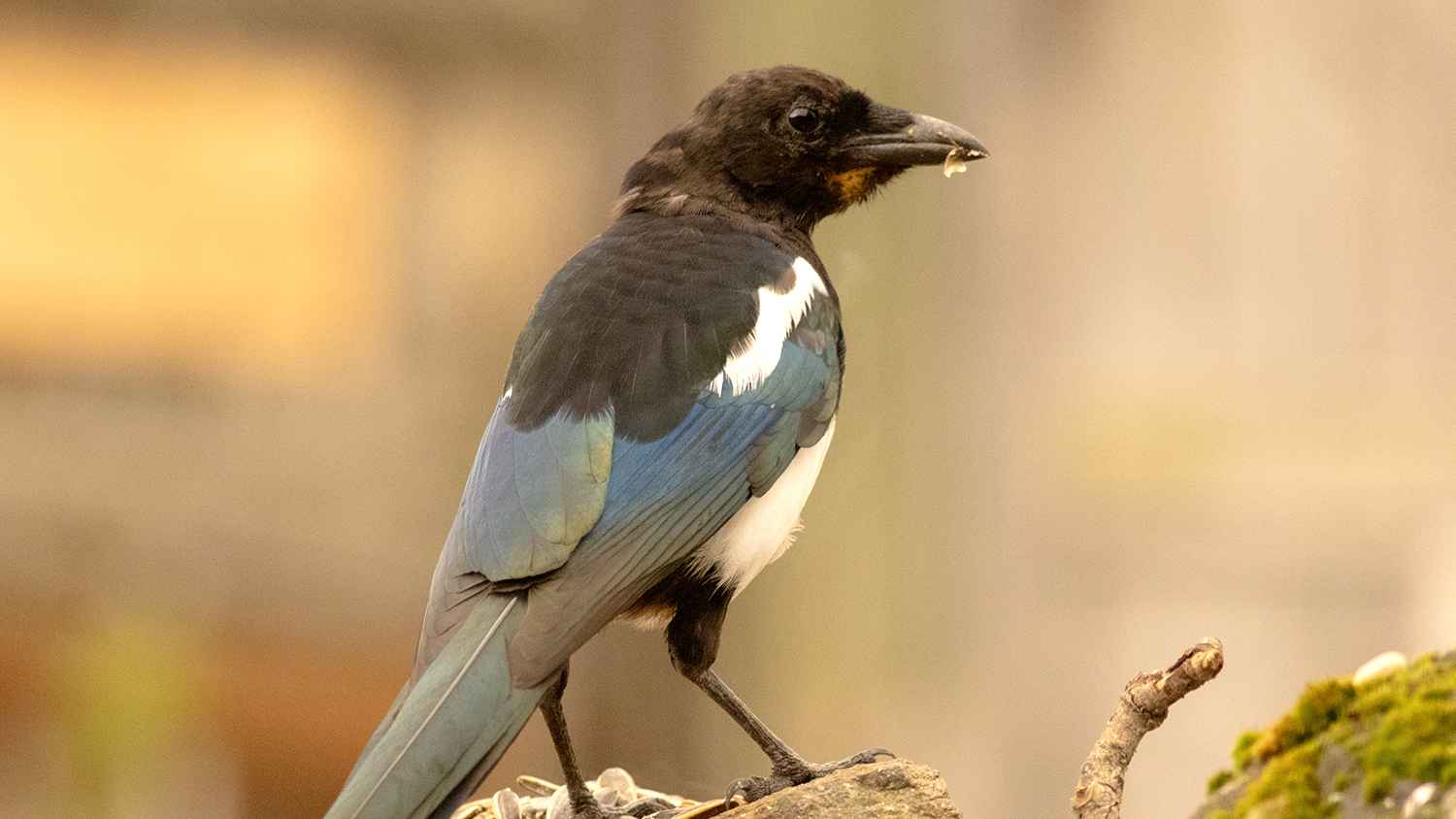 Eurasian Magpie